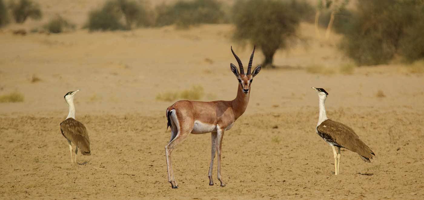 Desert National Park